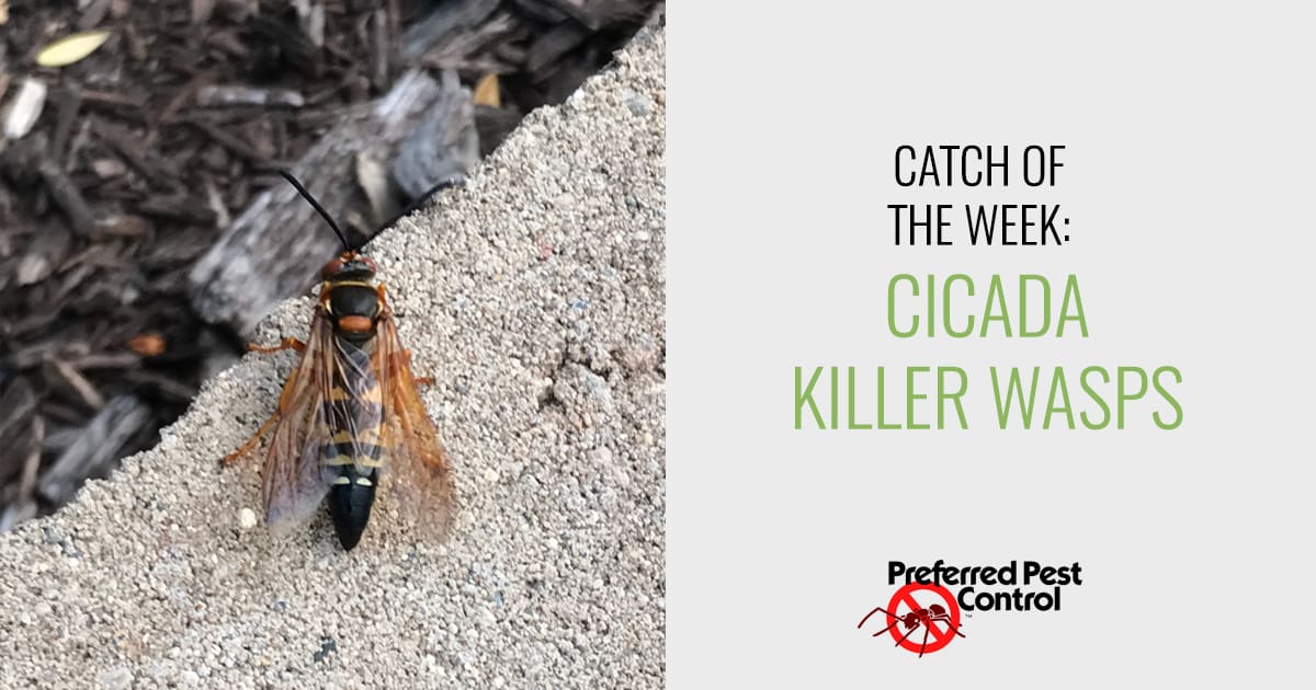 Catch of the Week Cicada Killer Wasps